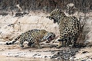 PREMIATA 3° MAITAN-GIANNI--030164-Jaguar-fighting-2023